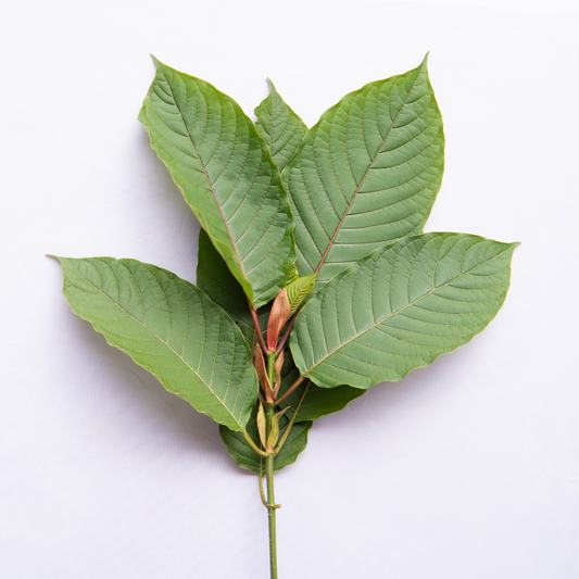 Zelený list Kratom