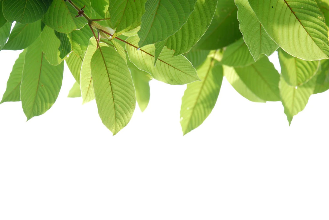 Co Dělá Kratom? - MIND FUEL