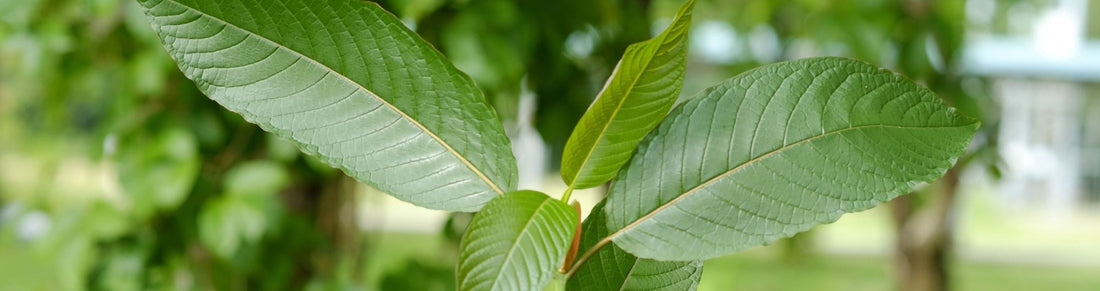 Co je Jongkong Kratom? - MIND FUEL