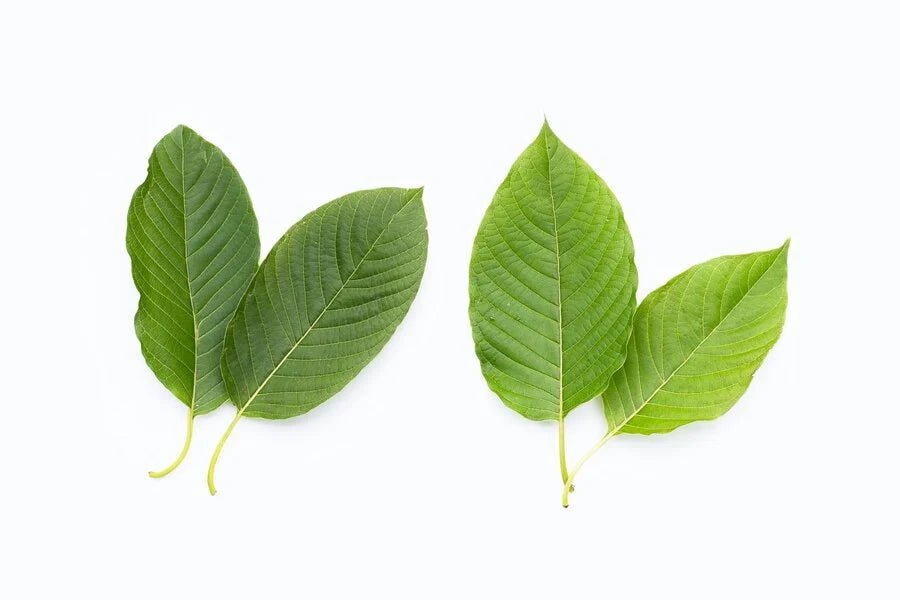 Legálnost Kratomu v České republice - MIND FUEL